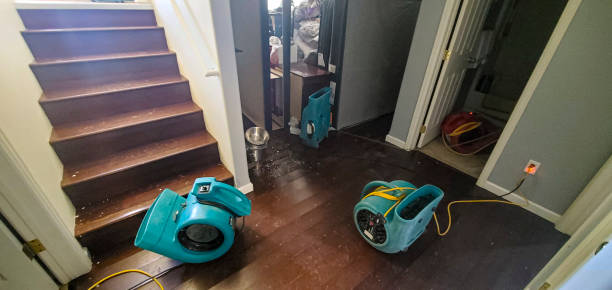 Best Water damage restoration mold remediation  in Proctor, MN